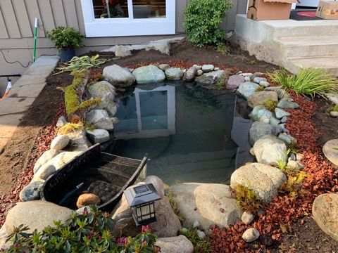 Goldfish pond in Sabby's backyard